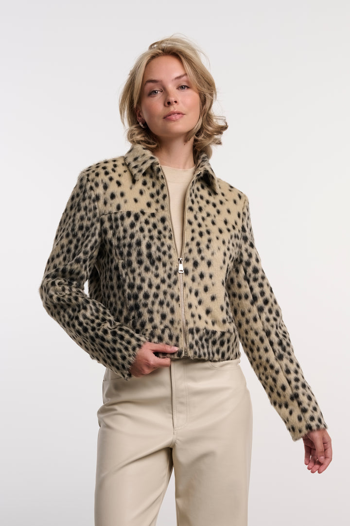 Cheetah